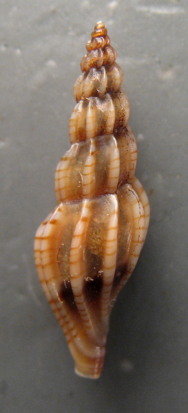 Conidae  nel Mediterraneo : Genere Mangelia